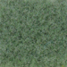 Spruce